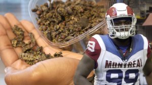 Jabar Westerman of the Montreal Alouettes eats caterpillars for protein.