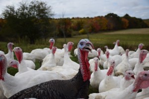 turkeys on a farm