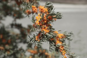 Ladakh’s Magic Berry Might Just Change Your Life