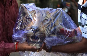 Seized head of Royal Bengal tiger