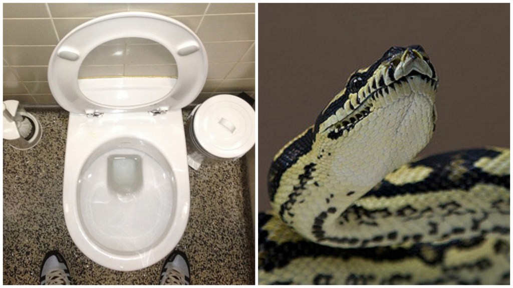 A Man in Bangkok Was Bit on the Penis By a Snake Hiding in His Toilet