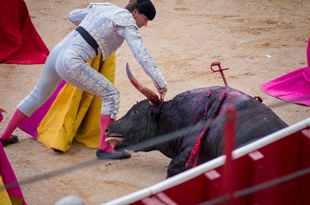 toureiro espeta faca em touro numa arena em san fermin