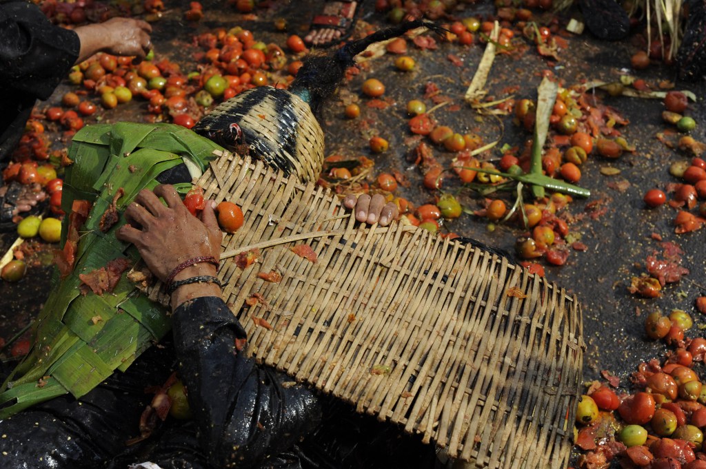 tomato fight indonesia bandung lembang