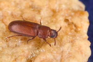 Un escarabajo rojo de la harina​​. Imagen: USDA.