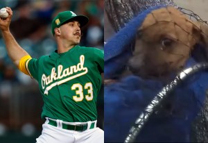 Mustachioed Oakland A's pitcher Daniel Mengden pitching at a game in May 2018, split-screened with a picture of one of the puppies he saved.