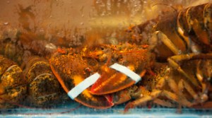 lobster in a lobster tank