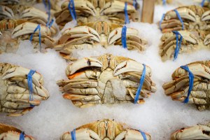 Dungeness crabs on ice