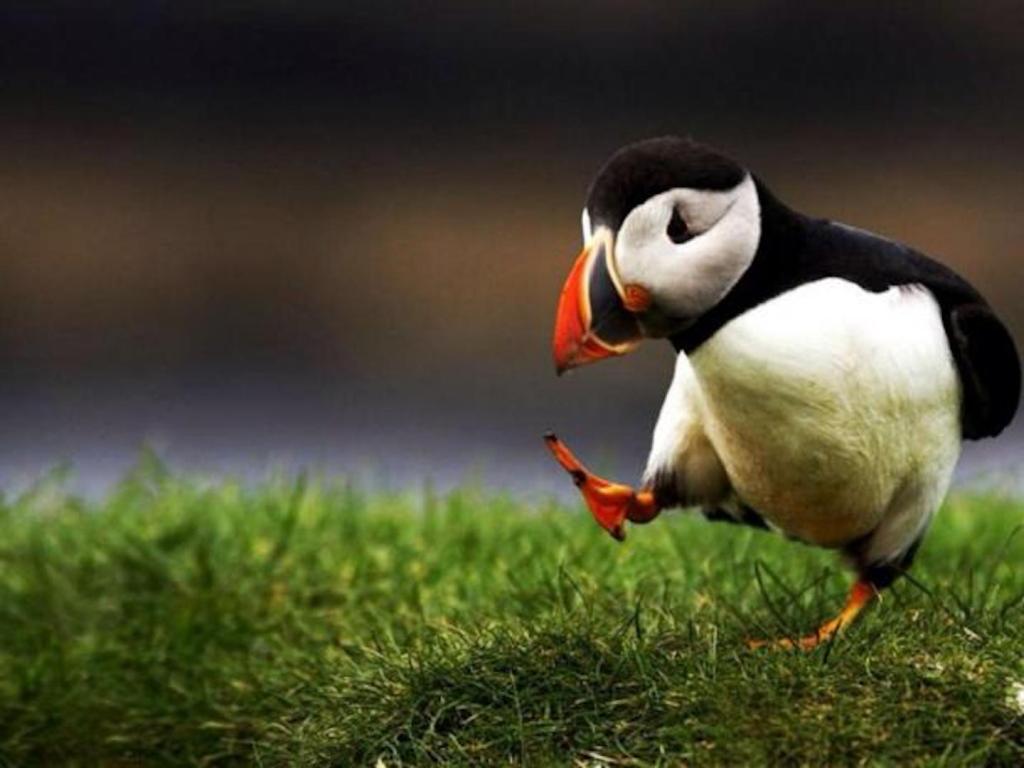 Unpopular-Opinion-Puffin