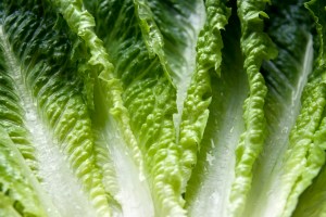 Romaine lettuce closeup