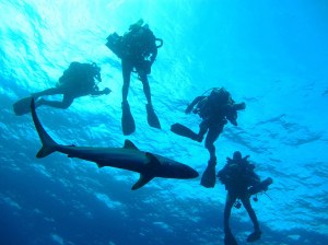 Scuba divers encounter a silky shark off the coast of Florida. Image: NOAA​