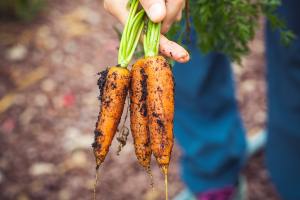 Good food, like carrots, are good for you.