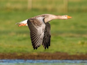 Niet de luide gans in kwestie