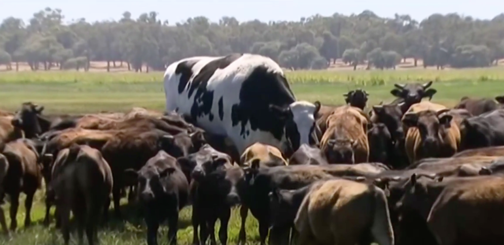 Knickers the massive cow among smaller cows