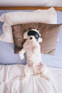 Een knap wit hondje met een oogmasker op in een bed