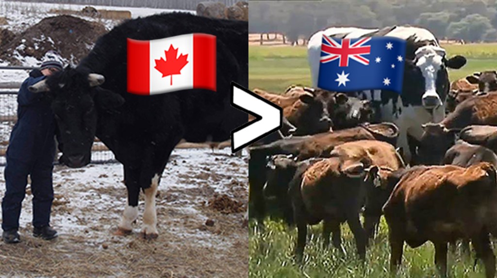 Two cows. The Canadian one is bigger.