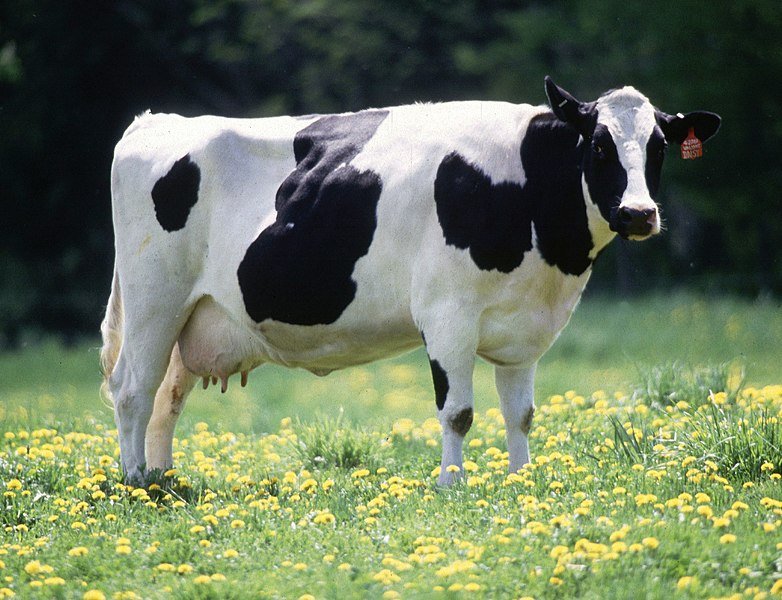 cow