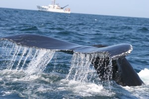 Ballena cerca de barco de investigación. Image: NOAA​