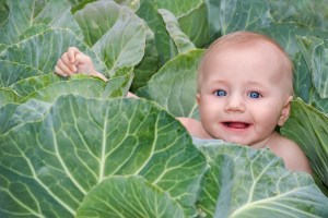 baby in cabbage