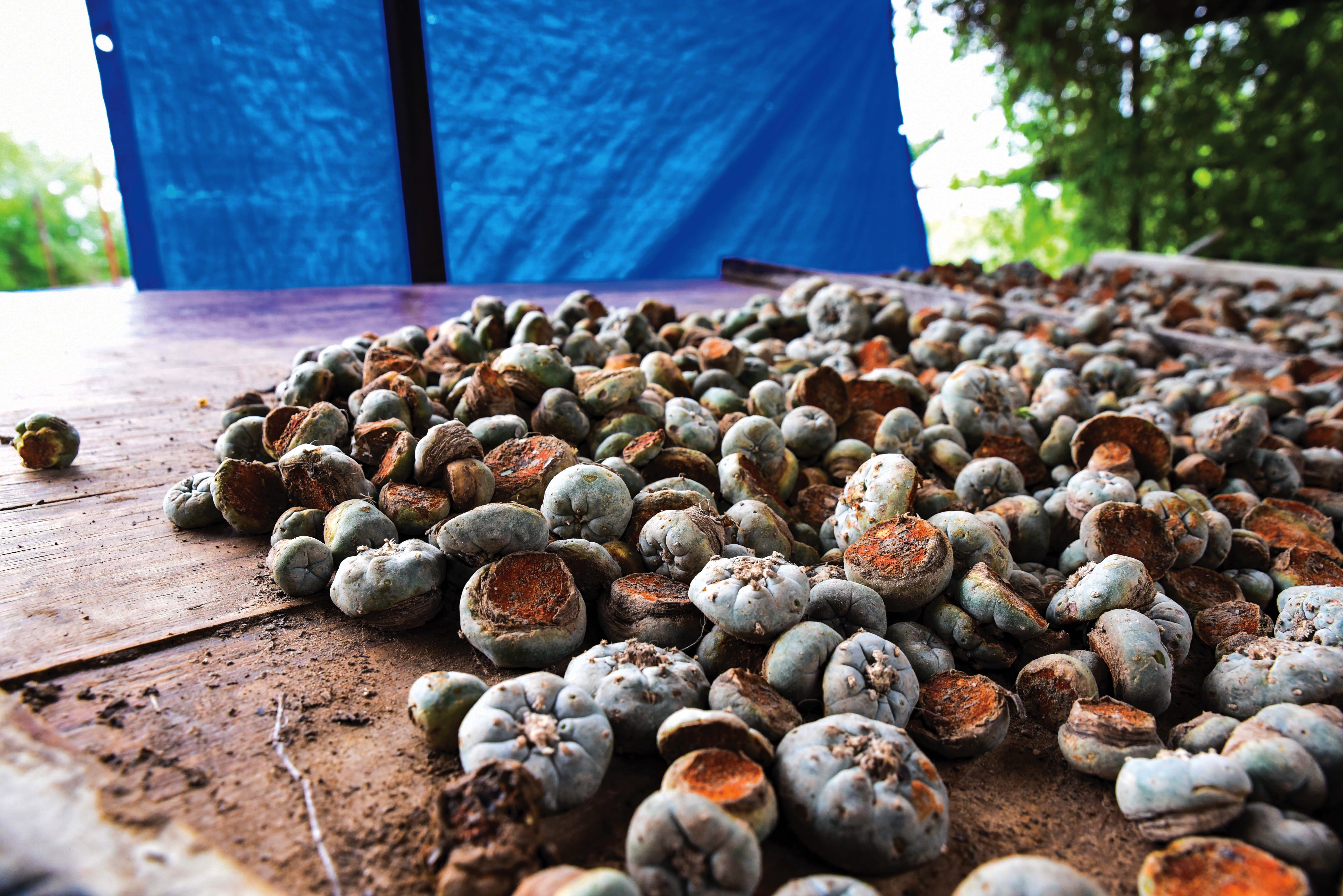 peyote buttons drying