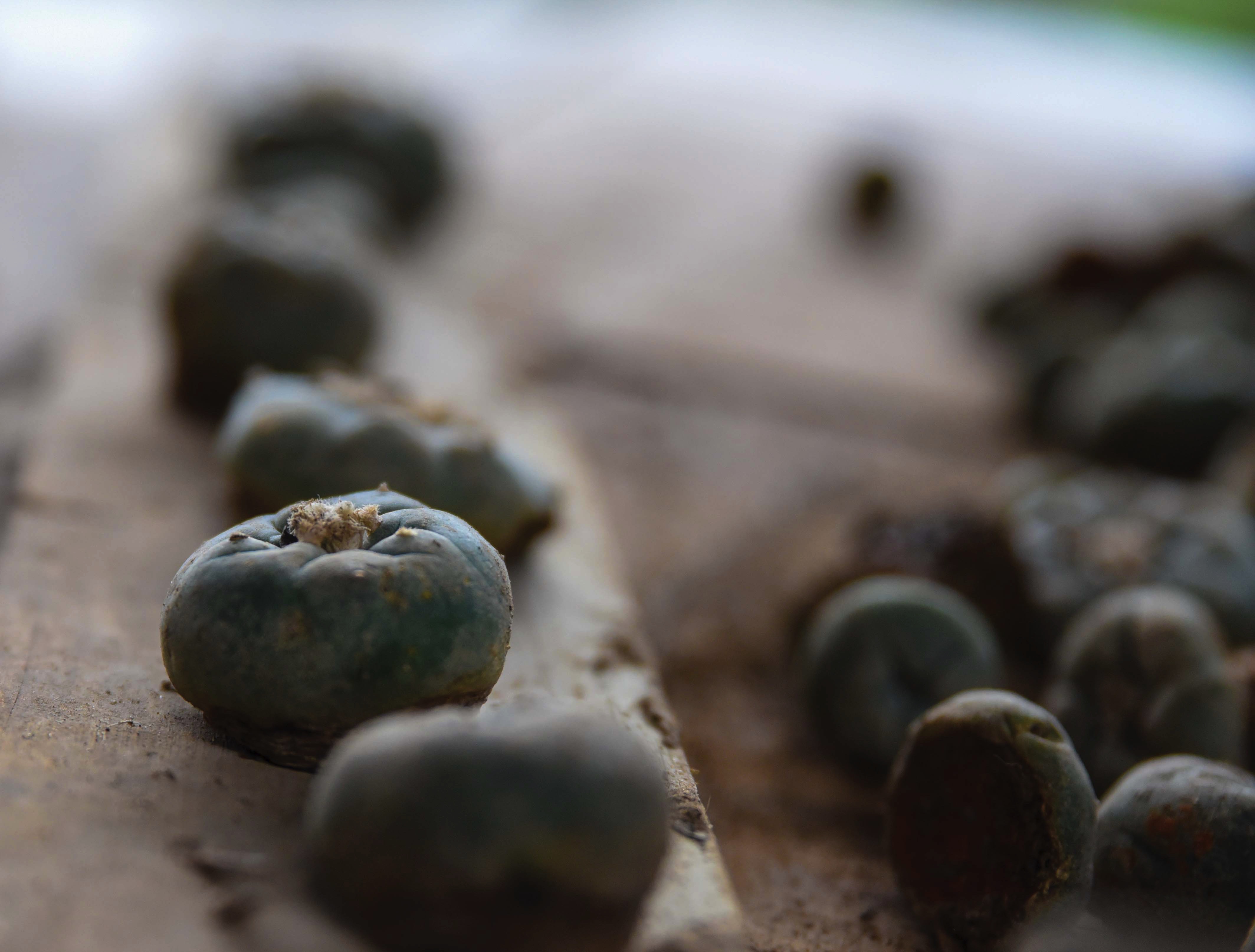 Dried peyote buttons