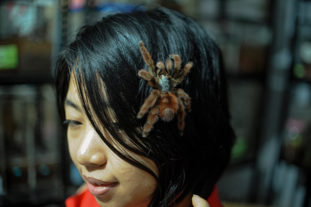 Ming Cu bersama tarantula peliharannya