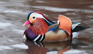 the mandarin duck in central park