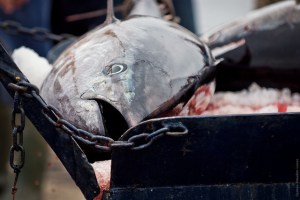 Ikan Tuna seusai ditangkap nelayan