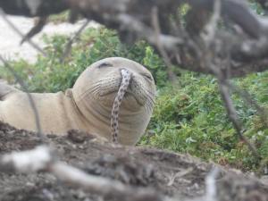 foca monaca delle hawaii con anguilla nel naso hawaiian monk seal research program noaa