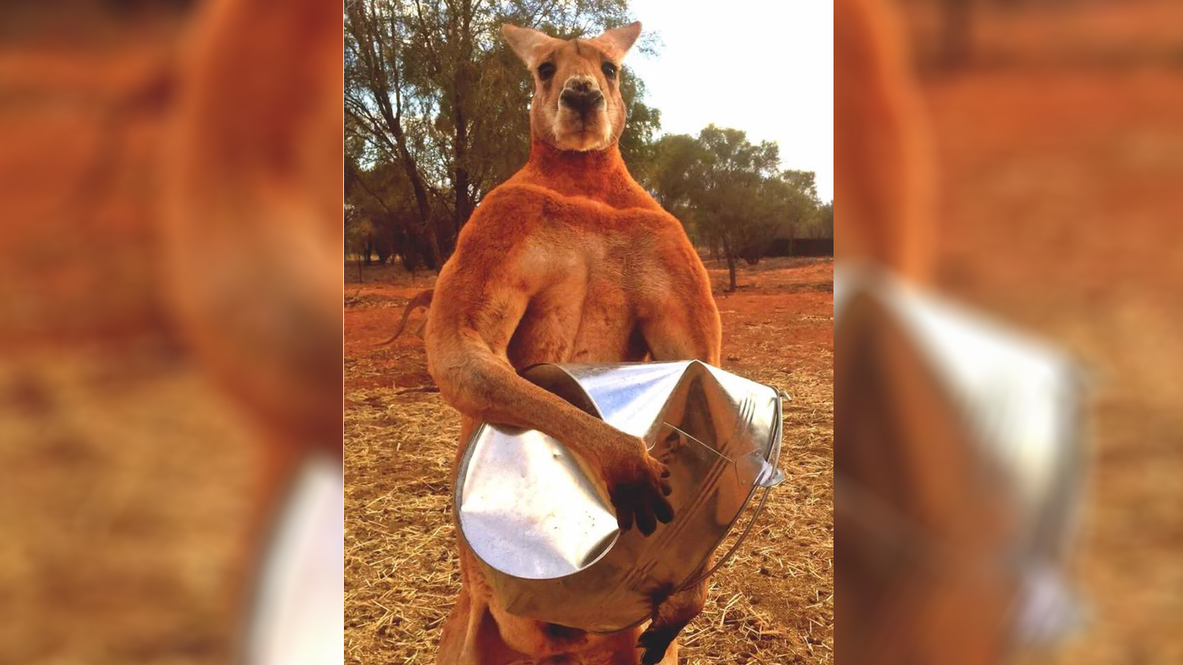 1544463631412-kangaroo3