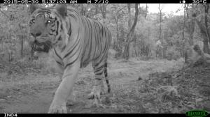 Children at schools in the US, Mexico, India, and Kenya became citizen scientists through a project that taught them to set up wildlife camera traps.