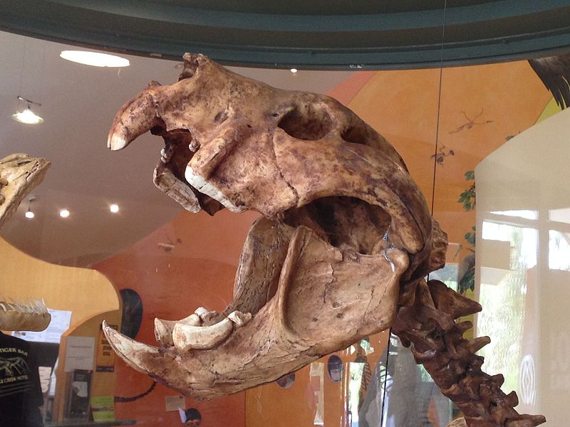 1544724873520-Skull_of_the_Marsupial_Lion_Thylacoleo_carnifex