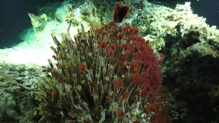 Oasisia and Riftia tube worms.