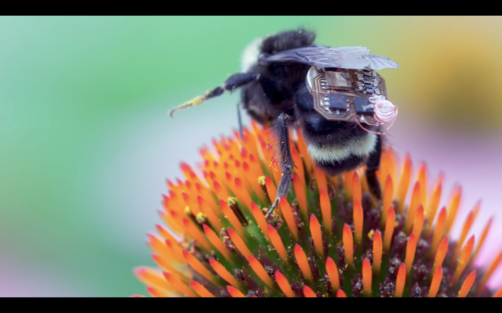 Screenshot: Eine Hummel sitzt auf einer Blüte. Unter ihren Flügeln befindet sich ein Sensor