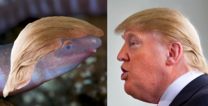 A newly discovered amphibian was named after Trump because climate change might kill it