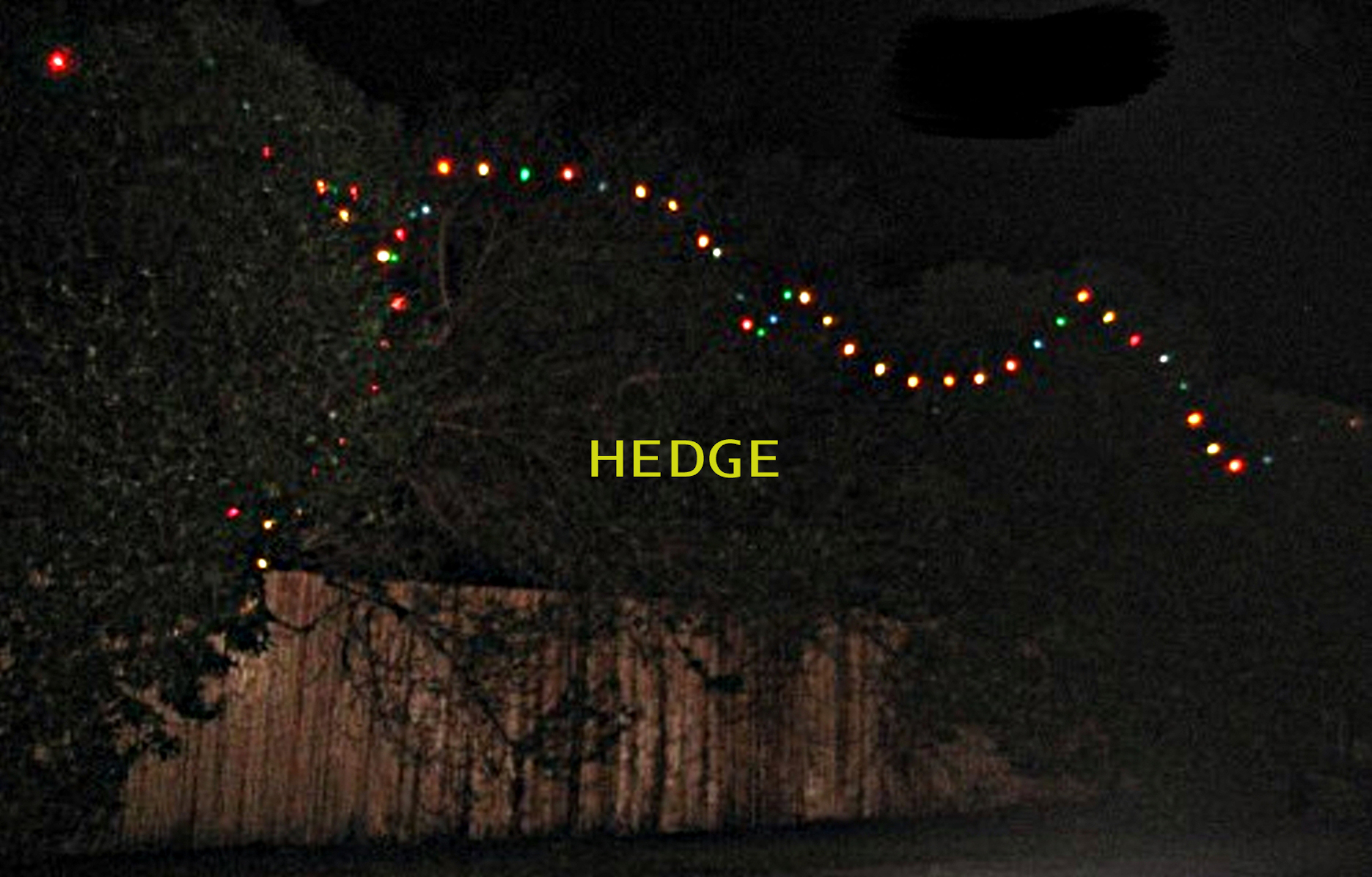 A string of Christmas lights in a hedge