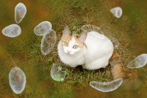 Cat surrounded by floating parasites