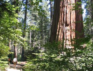 Redwood trees.