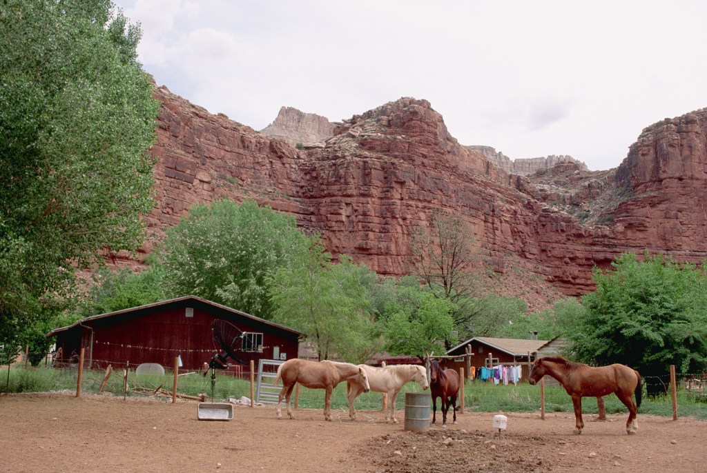 Horses in corral on Havasupai Reservation in the Grand Canyon