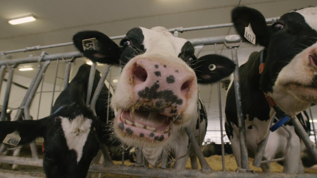 breeding cows, cows that burp, saving the planet, daily vice video