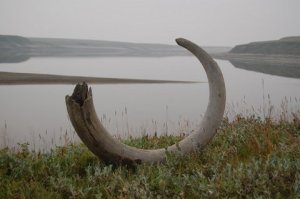 Une défense de mammouth près du lac Taïmyr​, en Sibérie.