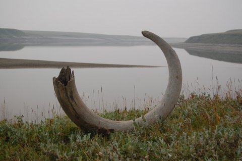 Une défense de mammouth près du lac Taïmyr​, en Sibérie.