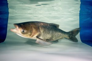 The federal government has a $788 million strategy for preventing invasive Asian carp from colonizing America's Great Lakes.