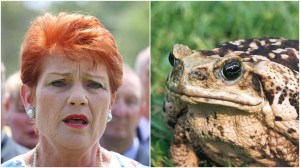 Pauline Hanson and a cane toad