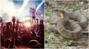 A music festival crowd and an Eastern Tiger Snake