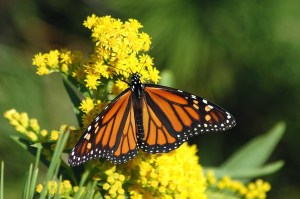 Monarch Butterflies Arrived in California in Record Low Numbers Last Year