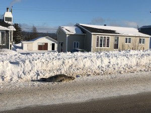 A seal on a street.