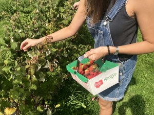 A woman picks her own raspberries