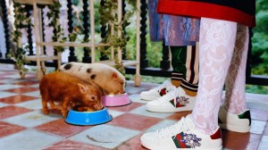 Pigs eating from bowls while people in Gucci trainers watch