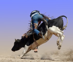 A man falls from a bull during a New Zealand rodeo event.