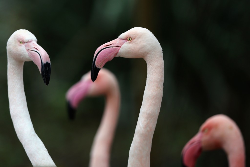 Flamingos